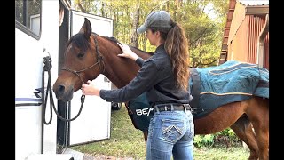 Equine Sports Massage Demonstration [upl. by Iruyas]