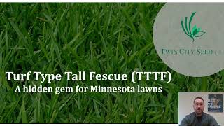 Tall fescue  the hidden gem of coolseason turfs [upl. by Trebron]