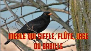 MERLE qui siffle flûte jase ou babille CHANT du MERLE cri whistling babble of BLACKBIRD SINGING [upl. by Alvin]