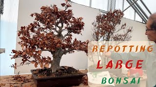 Repotting Large Bonsai From Wisley [upl. by Finley]