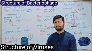 55 Structure of Viruses  Structure of Bacteriophage  Fsc Biology class 11 [upl. by Primrose]