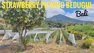 Strawberry Picking in Bedugul Bali [upl. by Assi]