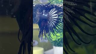 Beautiful breeding story ♥️ bettafish breeding shorts [upl. by Jovitta]