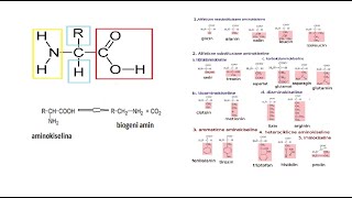 Katabolizam aminokiselina dekarboksilacija [upl. by Udale]