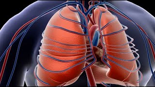 Comprehend the Structure of Lungs in Humans [upl. by Nnylidnarb360]