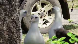 Last danceThe Laysan Albatross in Princeville Kauai [upl. by Aihsem]