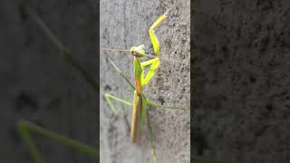 Praying mantis short video❣️ [upl. by Fi]