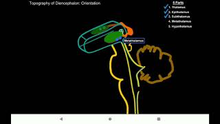 diencephalon Oraliq miya [upl. by Rambow]