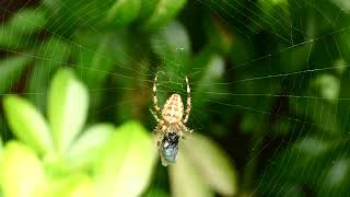 European Garden Spider Araneus diadematus LUNCHTIME [upl. by Crim]