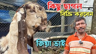 নাটোরের জিয়া ভাই কিছু ছাগল বিক্রি করবেন এবং কি কি পাঁঠা তার খামারে আছে দেখুন [upl. by Merrill]