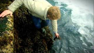 Gordon Ramsay goes Lobster Fishing with Jeremy Clarkson  The F Word [upl. by Rasecoiluj]