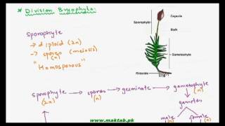 FSc Biology Book1 CH 9 LEC 3 Generations in Division Bryophyta [upl. by Niabi]