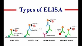 EnzymeLinked Immunosorbent Assay ELISA Part 1 the concept of direct and indirect types [upl. by Ashley396]