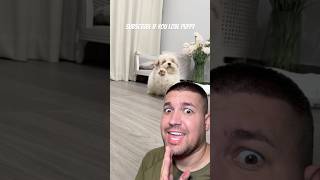 Subscribe for happy puppy ❤️ shortvideo funny puppy viral comedy [upl. by Dud622]