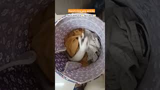 Hansis time pass activity helpstrays pets catshorts amaran gvprakash minnale [upl. by Hobie248]