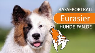 ► Eurasier 2023 Rasse Geschichte Aussehen Charakter Erziehung Haltung amp Krankheiten [upl. by Malcah]