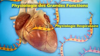 Physiologie respiratoire S5 partie 8  Physiologie des grandes fonctions  Pr Z Chraïbi [upl. by Aniraz179]