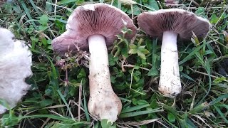 JESTIV I OTROVNI ŠAMPINJON poređenje Agaricus campestris amp A xanthodermus 🍽️ amp 🤮 [upl. by Merc305]