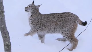 Lynx Jumps 2 Metres Straight Up  Deadly 60  Series 2  BBC Earth [upl. by Pelaga]