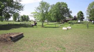 13hh PONY JUMPING  FOR SALE [upl. by Latsirc]