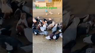 pigeon viralvideo bird respect shook✌️✌️✌️ [upl. by Yole853]