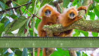 Red Leaf Monkey  Sounds and calls [upl. by Willard]