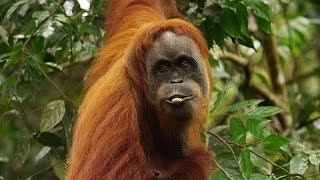 Orangutan National Geographic Documentary HD [upl. by Frech281]