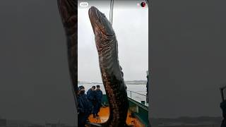 Big fishing 2trending shorts viralvideo funny fhising comedy fhishing foryou botfishingfun [upl. by Standice528]