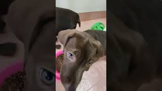 Viral videos puppy labrabullpuppieslabradorpitbull [upl. by Eniarrol576]