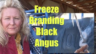 Branding Cattle with Liquid Nitrogen 2021 [upl. by Kayla]