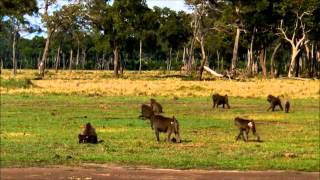 Música para Órgano de Iglesia con paisajes espectaculares en HD 1080p 1851320 [upl. by Innavoig]