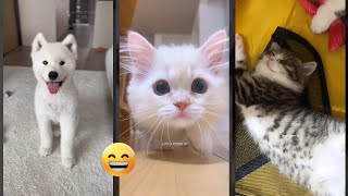 Funny Pets 😻 Try not To laugh 🐈‍⬛ worldofanimals Ep 8716 [upl. by Kissee]