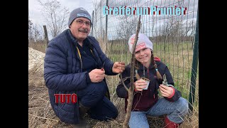 TUTO greffer un prunier  Contente de multiplier les variétés cultivées par mon arrière grand père [upl. by Yrrehc]