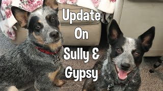 Update On Sully amp Gypsy [upl. by Prisilla]