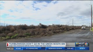 Why you shouldnt dispose of tumbleweeds in green waste bins and why you should drive into them [upl. by Ynatirb]