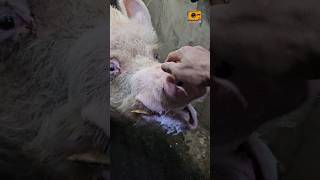 No 😱 be careful 🙅 Pig 🐷viralpigvideopigsisbeautifulshortvideopigletsubscribeshotsshorts [upl. by Lovering]