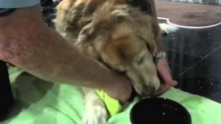 Treating Dogs Injured Paw [upl. by Cordier]