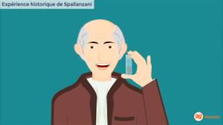 Spallanzani  expérience sur la digestion [upl. by Cirdec86]