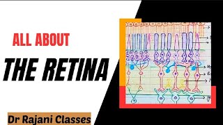 The Retina l Physiology l Layers l Rods amp Cones l Function l Retinal Disorders l Simplified [upl. by Elagibba]