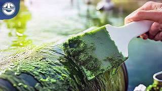 The Incredible Process Behind GROWING And Harvesting Spirulina SUPER FOOD [upl. by Alexandre230]