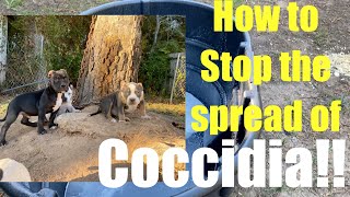 How to STOP the spread of COCCIDIA Pt 1 [upl. by Ewold239]