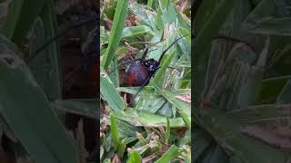 Large Redback spider spotted in the garden spider redback australia garden venomous [upl. by Ellek]