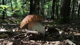 Steinpilze sammeln 2024  Das beste Jahr seit Langem 🍄 [upl. by Rosette]