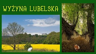 Krajobraz rolniczy Wyżyny Lubelskiej geografia  lekcja online dla klasy 5 szkoły podstawowej [upl. by Amarette]