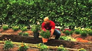 How to Plant Perennial Gardens [upl. by Ebony]