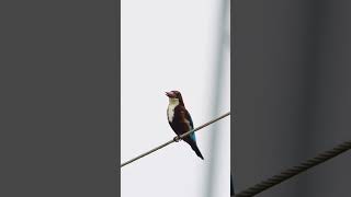 Whitethroated kingfisher Singing 🎶🎵🎶😍♥️ [upl. by Ari928]