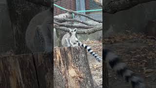 A funny RINGTAILED lemur cleans its heel [upl. by Ardnod]