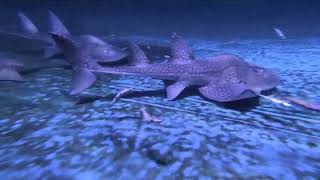 Bowmouth guitarfish Taiwanjioaxi [upl. by Nnayhs797]