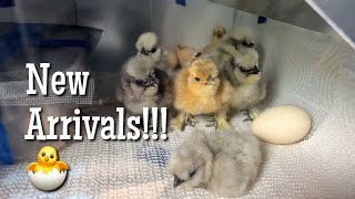 Hatch Day 🐣 and new arrivals  Silkie Vlog [upl. by Nwahsuq]