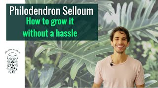 How to Grow a Philodendron Selloum without a Hassle  BigBoyPlants [upl. by Carilyn]